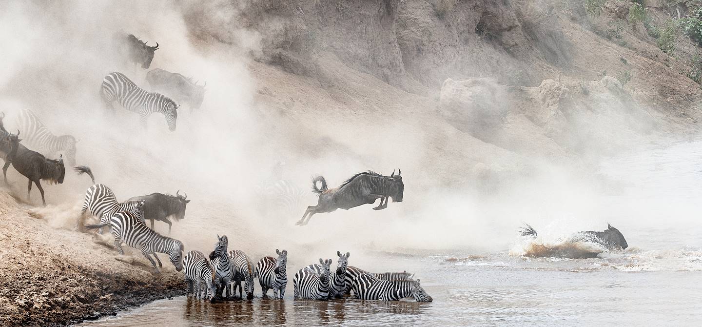 Migration des gnous et des zèbres - Parc du Serengeti - Tanzanie